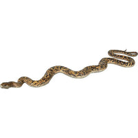 Thumbnail for AFD Python Snake 99.5