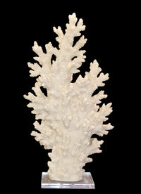 Thumbnail for AFD White Coral with Acrylic Base Tall Décor AFD WHITE 
