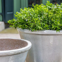 Thumbnail for Campania International Valette Planter Planter Campania International 