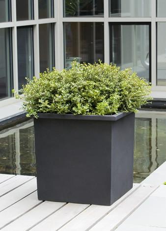 Campania International Fiber Clay Med Bardo Square Urn/Planter Campania International 